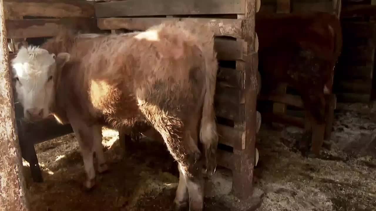 8 эпизоотических очагов выявили в Иркутской области во время плановых проверок животных