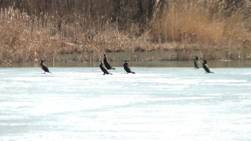 ������ ����� �������� �� ������������ ������� � ��������