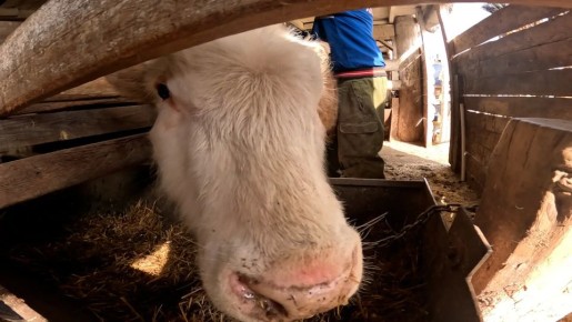 Исследования скота на особо опасные заболевания провели в Усольском районе