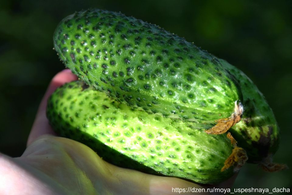 ������ ����� F1: ��������� ����� ��� ��������� ���������������