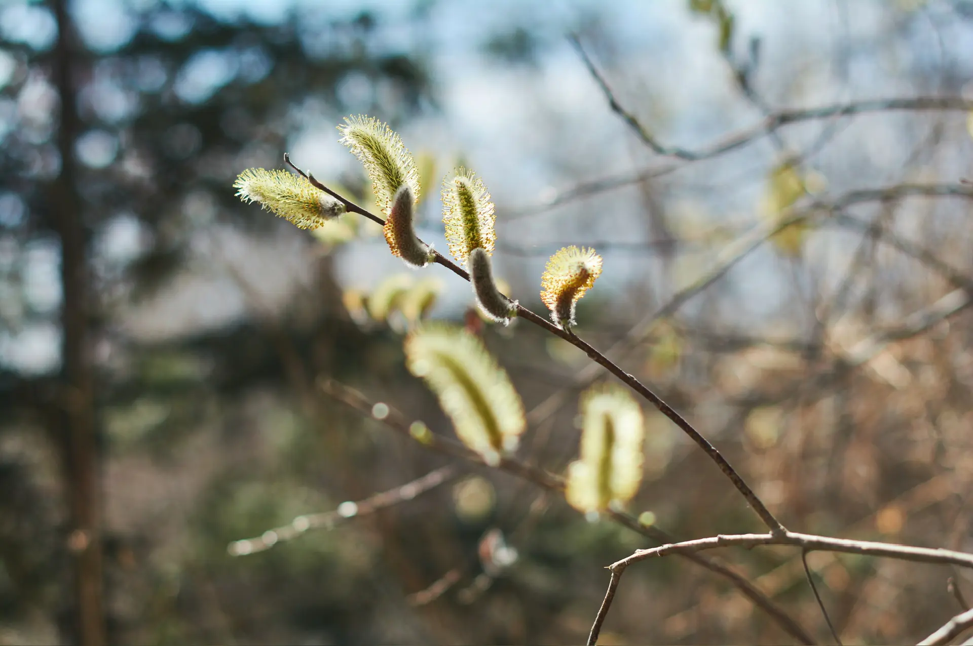 Доброе утро!. Погода пока держит прежний настрой — без особых изменений со вчерашнего дня