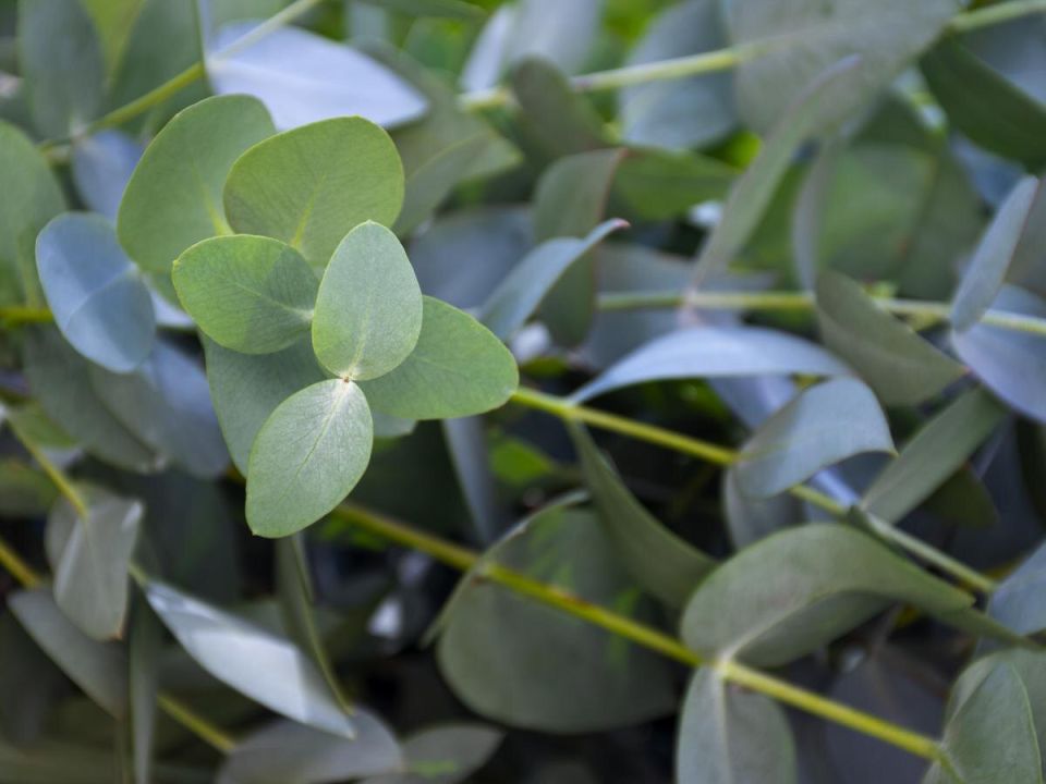 ������� ������: ����� �������� �������� ������ ������� � ����������� �����