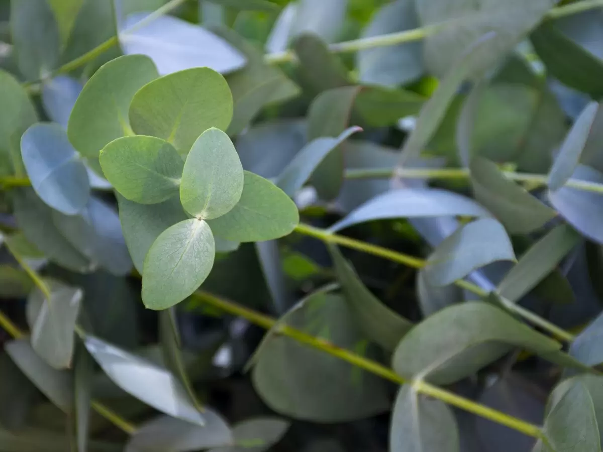 Опасные соседи: какие растения угрожают вашему участку в огнеопасный сезон