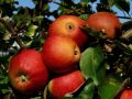 Сбор урожая яблок 2025: как погодные условия влияют на цены