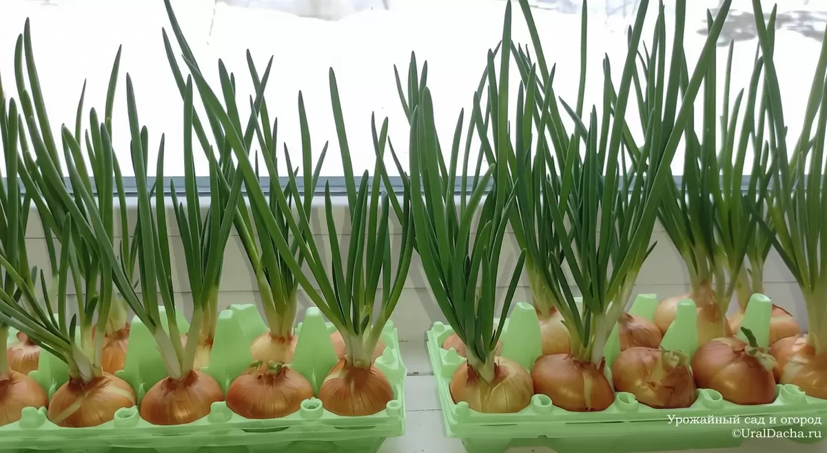 Выращивание зеленого лука в домашних условиях