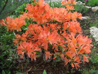 ����������� ��������: �������������� ������ �����