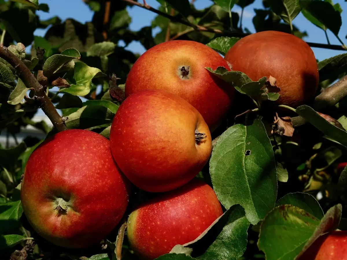Сбор урожая яблок 2025: как погодные условия влияют на цены