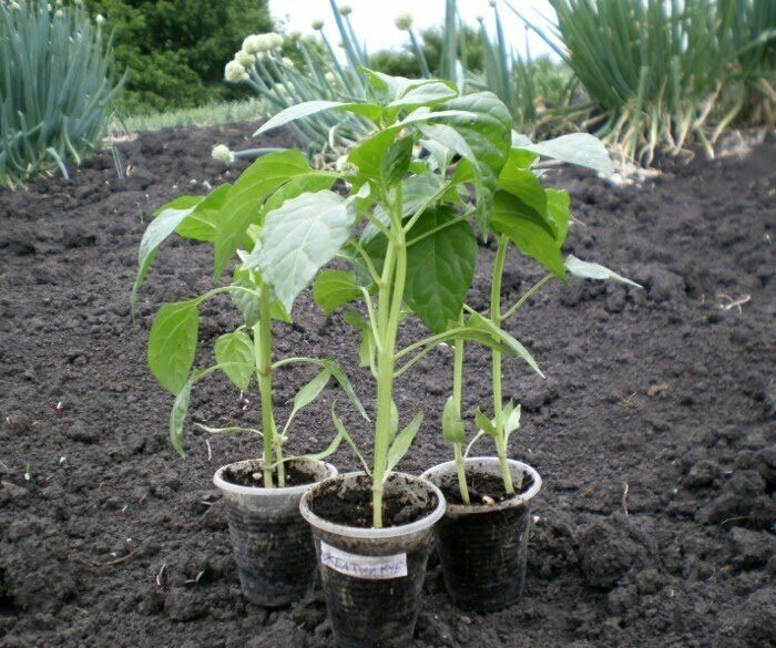 ��������� �����: ��� �������, �� ������� ����� ���������� � ����, ������� ����������� �����