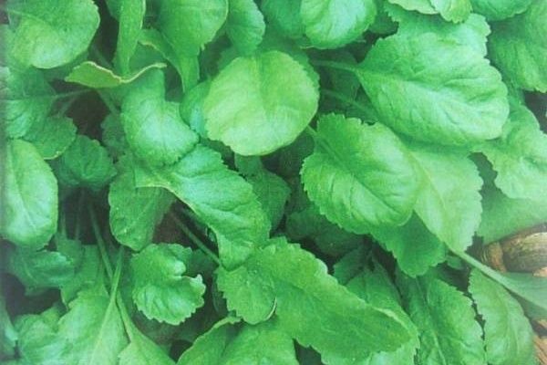 ����� �����: ������� ��������� ����������� � ����������� ������������