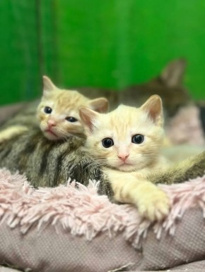 ������ ����, ��������� �������!