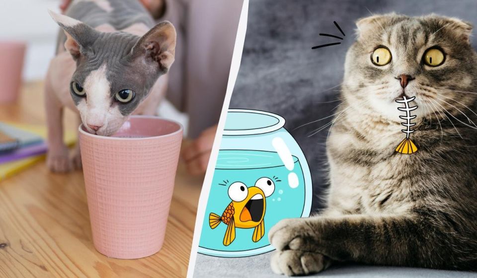 10 ����������� ���������, ������� ����� ��������� ������ ����