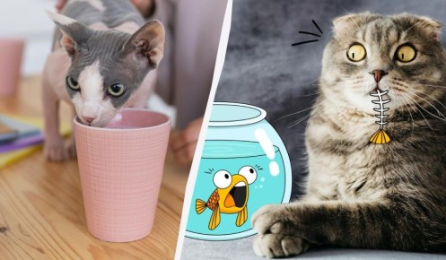 10 ����������� ���������, ������� ����� ��������� ������ ����