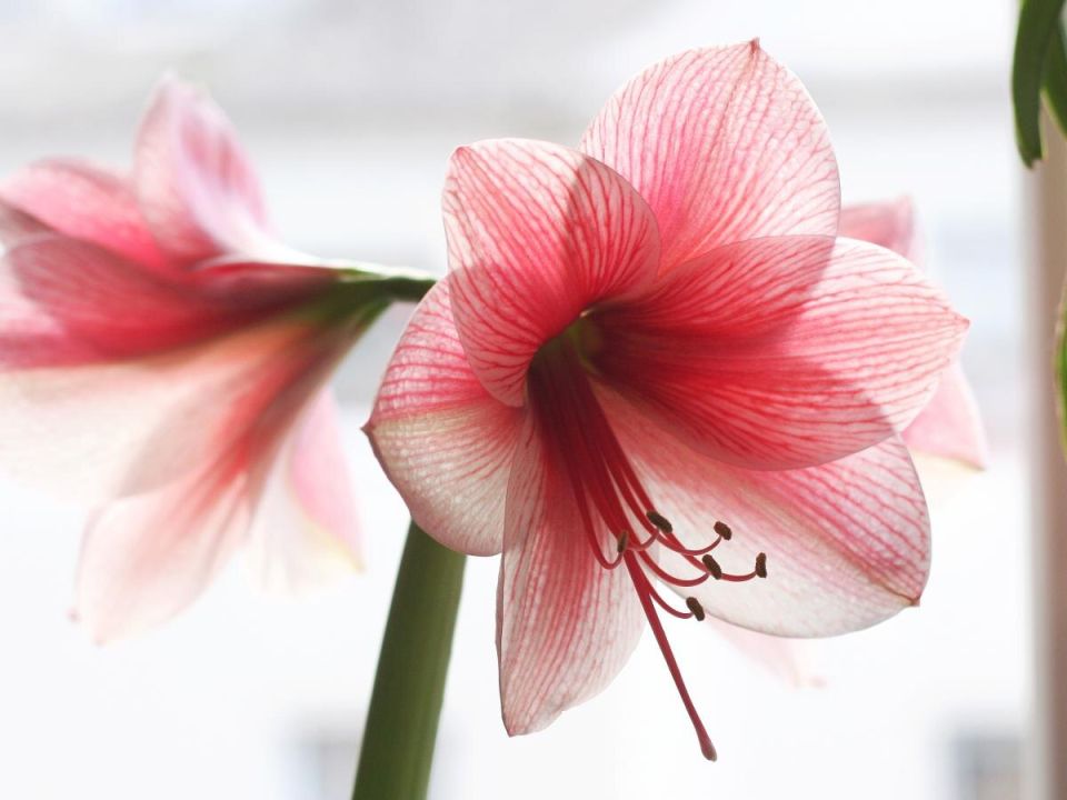 ��� ��������� ����������� ������ ������ � ����: ������� � ������ �� ���������