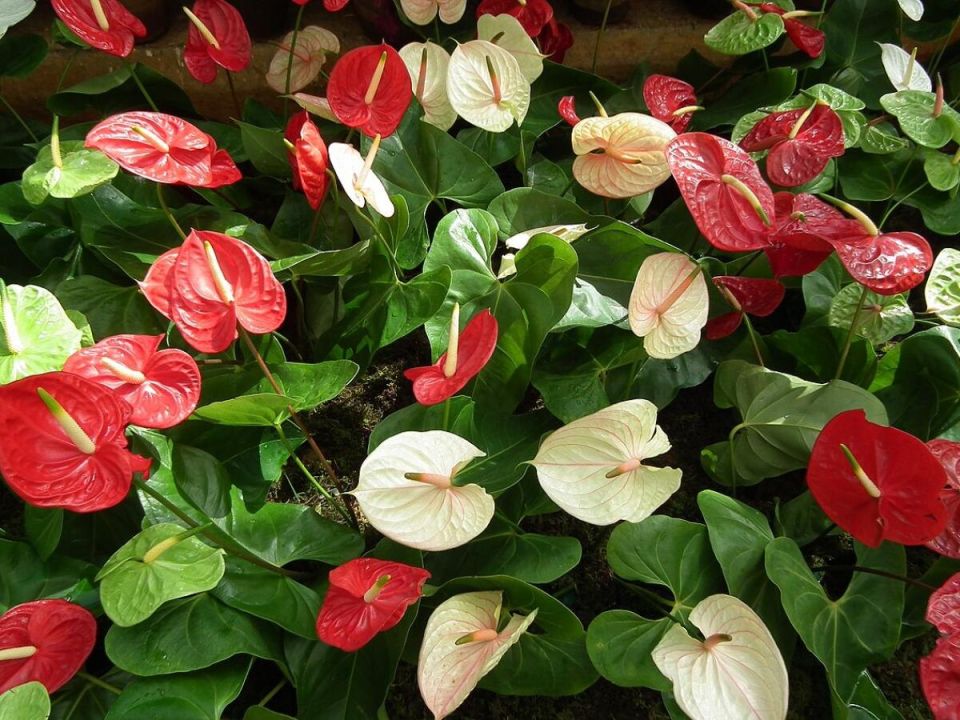 ��� ��������� ������� ��������� ��������� �������� � �������� ��������� ��������