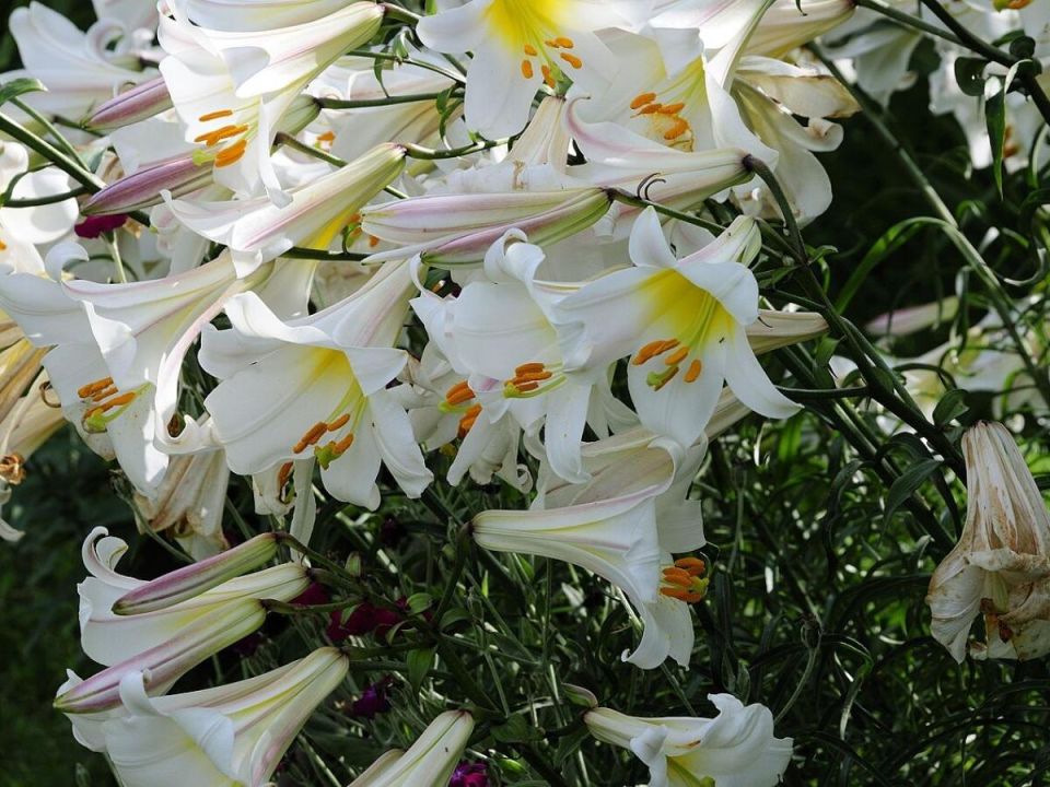 �������� ��� �� �������: �������� �������� ��� ������