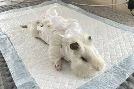 ����� ������ �� ����-���� ����� ������