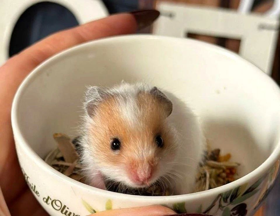 ������ ����, ��������� �������!