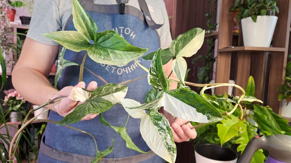 ������� ����� �� ���������� ����������: ��� ��������� � ��������������� �������