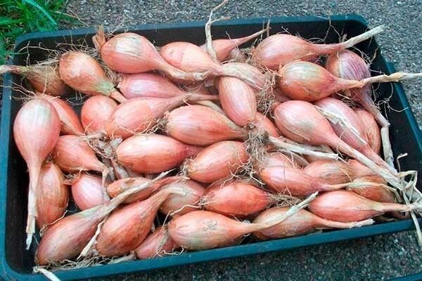 ������� �����������: ��� ��������� ��� ����� ������������