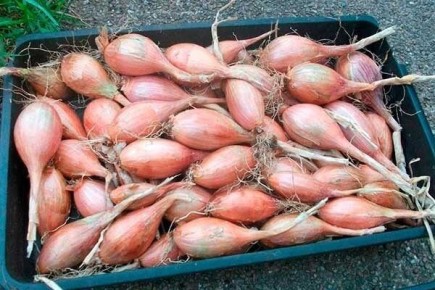 ������� �����������: ��� ��������� ��� ����� ������������