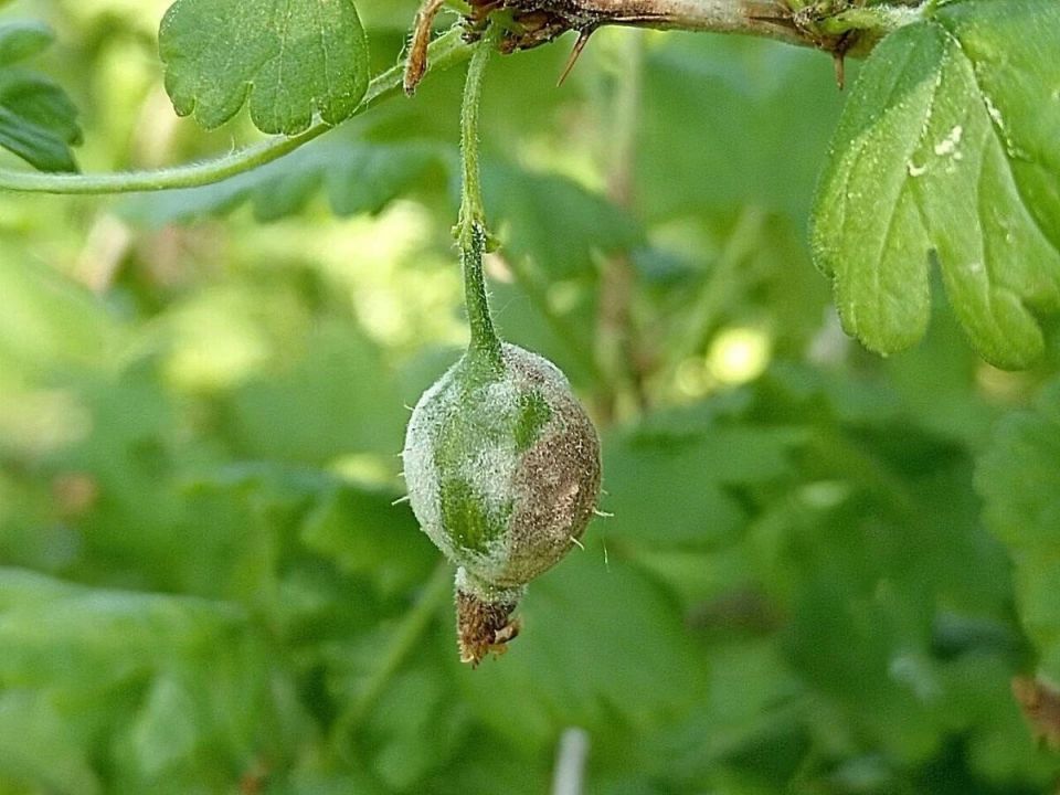 ��� �������� ��������� �� ��������� ����: ������ ��� ���������