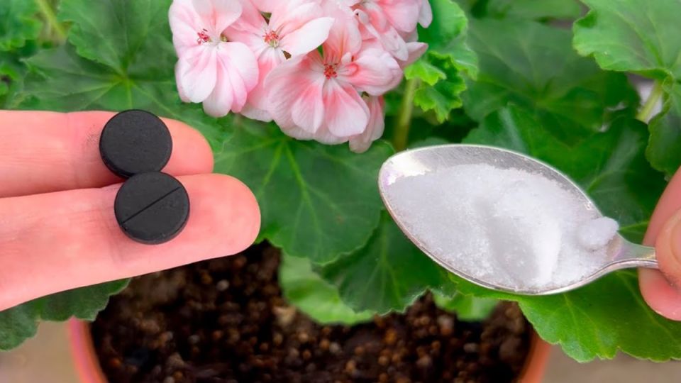 ��� ��������� ������ � ��������: ������ �� ����