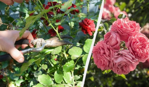 ������� ���: �������, ������� ������� ��������