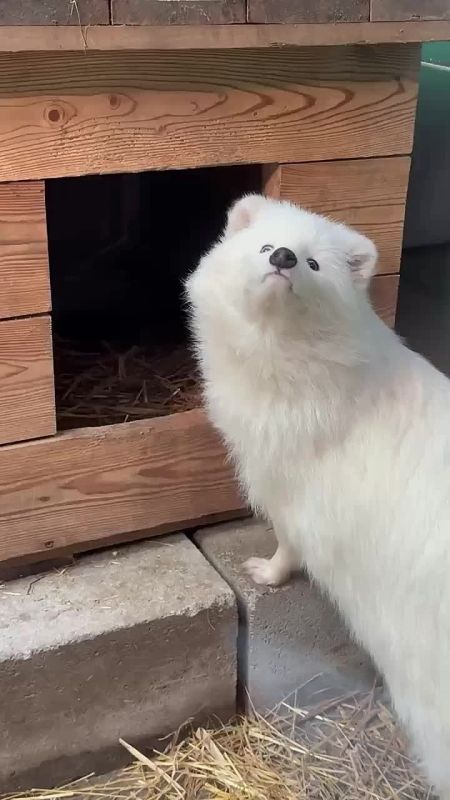 �������� ������ ������� ����������: ���� �����?�