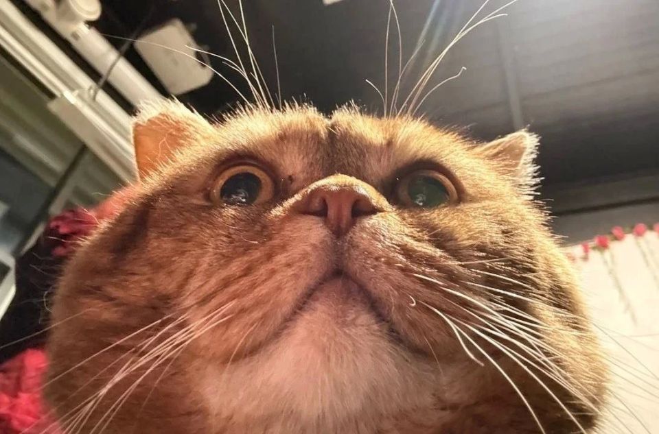 ������ ����, ��������� �������!