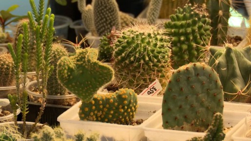 ������ ������ ����� �����������