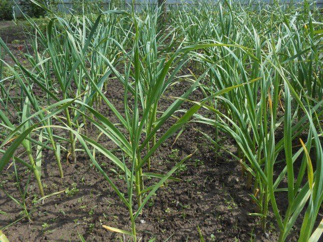 ��� �������� �������� ������� � ��������� ������������ ������