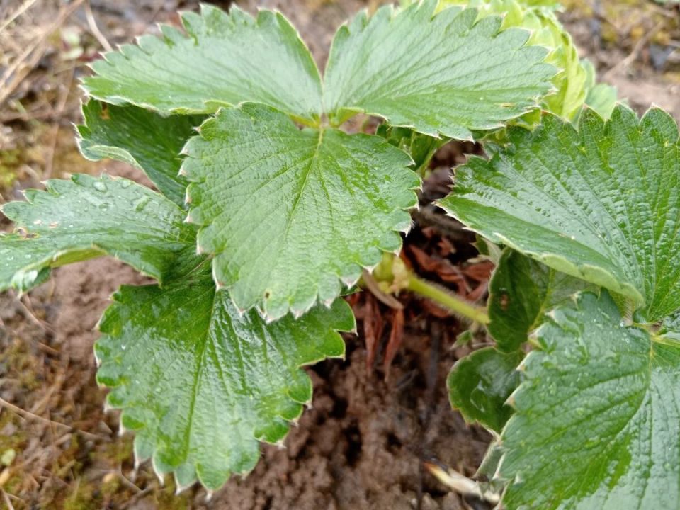 ��� ��������� ������������� �������� ������ ��� ������� ������