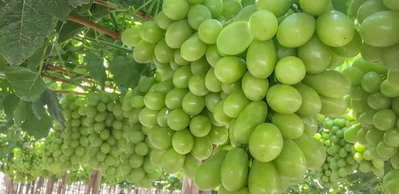 ���-3 ������, ������� ����� ���������� � �������