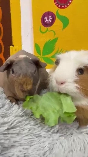 ���� �������� �������� � ��������� �������� � ���������� ����������