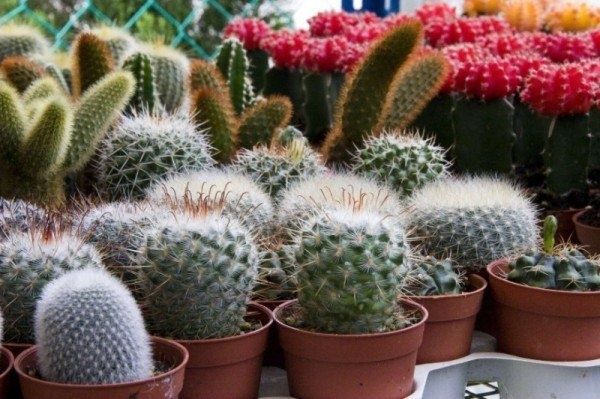 ��� ��������� �� ���������: ������� ��������� ���������