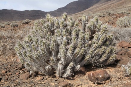 ���������� ������� ������: ������ ������� ��������� �������� ��� �������