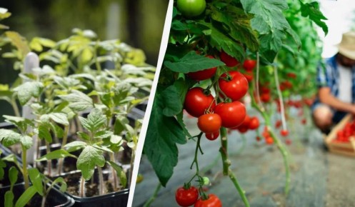 ������ ��������� ������ �������: ����� � ��� ������ ��� ������ � ��������