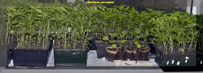 ��������� �������: ���� � ���������� ��� ��������� �����