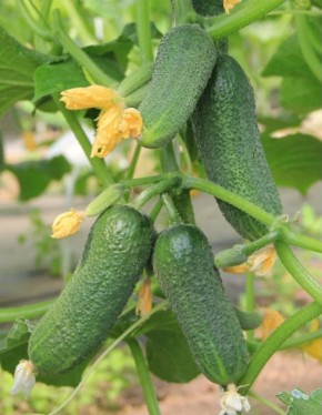 ��������� ����� ��� ������ ���������: ��� ������, ������� ��� ���������