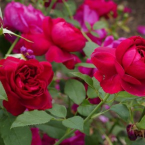 ��������� ��� �������� ����: ��������, ������� ����� �������� ��� ������� ���