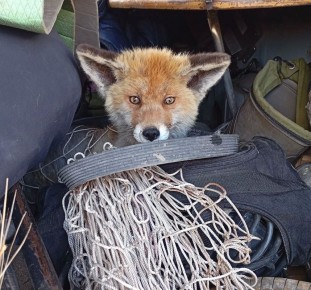 ����� ��������� ��������� � �������