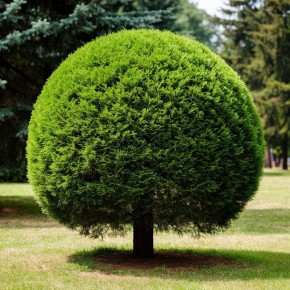 ��� ��������� ����������� ����� ������� ��������: �������� ������ �� �������� ��������