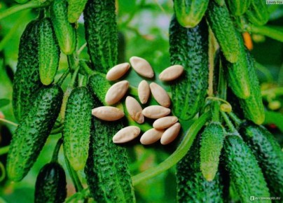 ������ ��������: ������ ������ � ����������� ��������� ����������