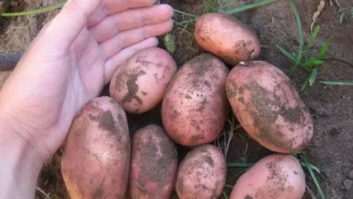 ��������� �����������: ��������� ����� ��� ������� ������