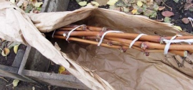 ��� ����������� �������� � �����: ������ ��� ����� ����� ����