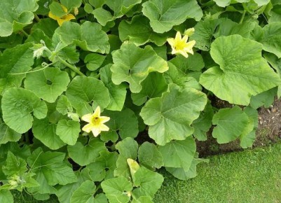 ������ ������ ������� �������: 5 ���������������� ������