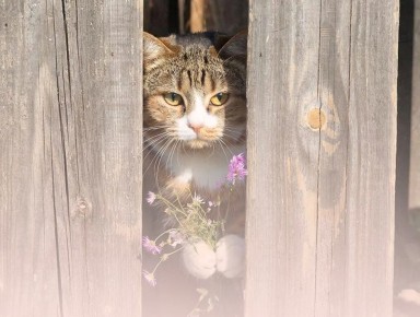 ��� �������� ��������: ����� ����� �� 1, 2 � 3 ���