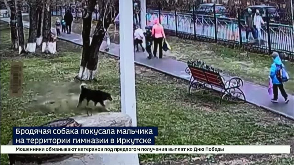 Бродячая собака набросилась на ребенка в гимназии № 1 Иркутска
