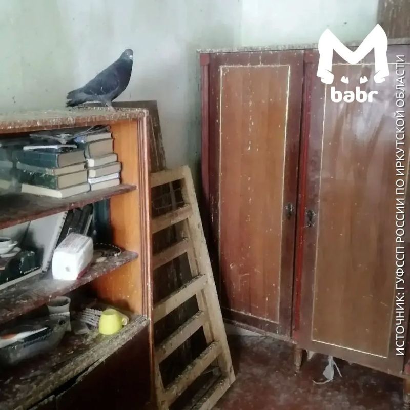 Иркутянка настолько любила голубей, что превратила квартиру в личный филиал птичьего рынка