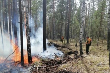 В Иркутской области накануне обнаружили и ликвидировали один лесной пожар
